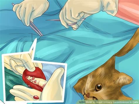 How to Treat Urinary Incontinence in Cats: 11 Steps